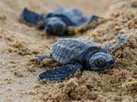 Picture of two baby turtles
